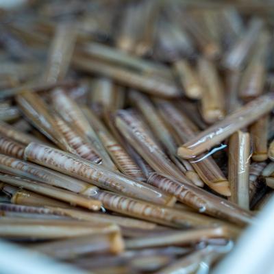 Porto Vecchio - Pesce Fresco